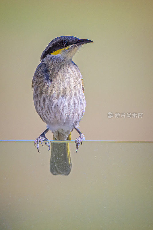 黄面蜜蛾(Caligavis chrysops)